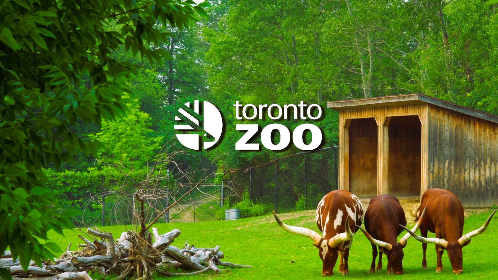 Toronto Zoo