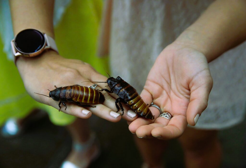 Toronto Zoo is Offering Naming Cockroaches